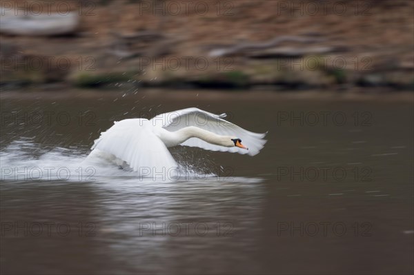 Mute swan