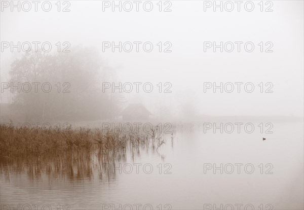 Morning mist on the reed belt of the Irrsee