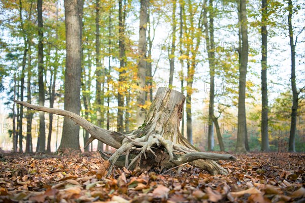 Deadwood structure in Diesfordter Wald