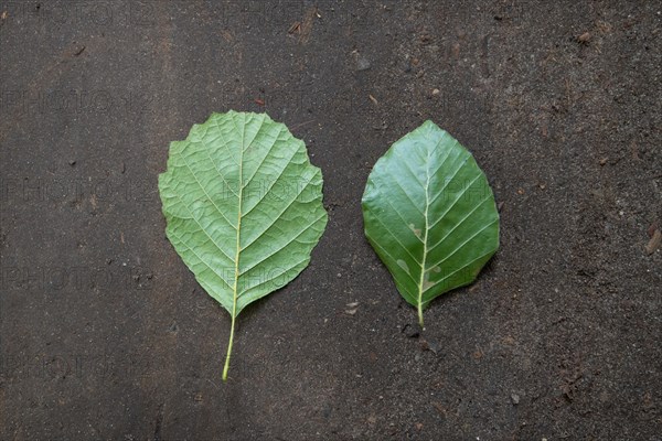 Black alder