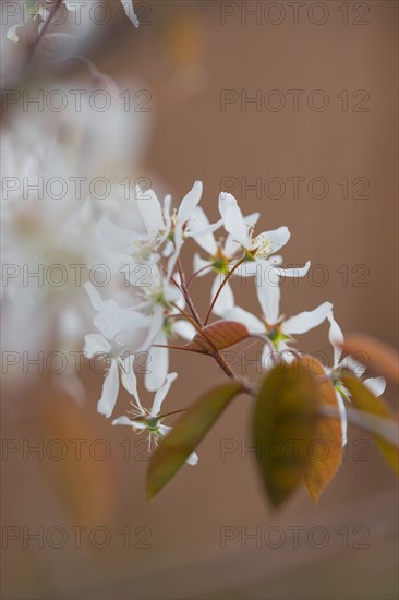 Snowy mespilus