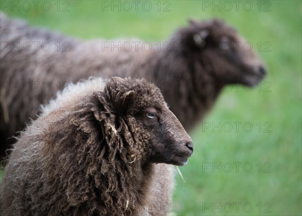 Ouessant sheep also Breton dwarf sheep