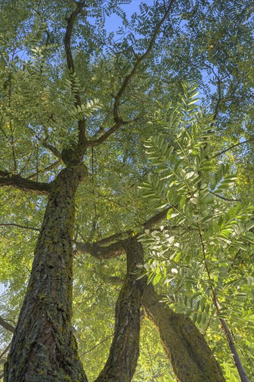 View in the tree tops of a robinia tree