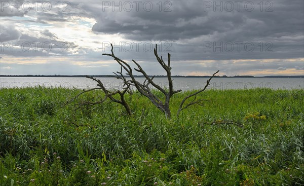 Dead trees on the Achterwasser