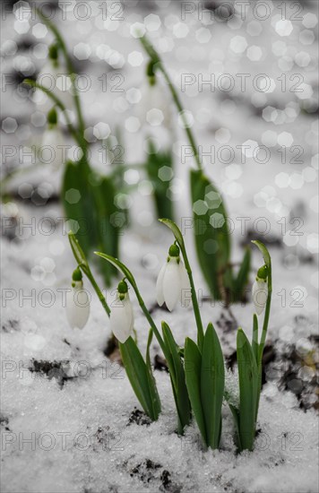 White and snowdrop flower