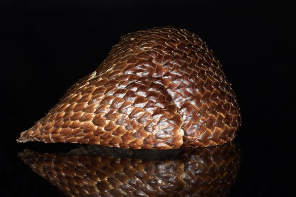 Shell of a salak