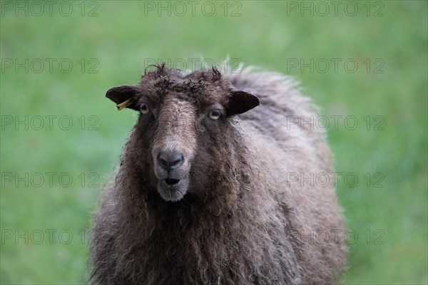 Ouessant sheep also Breton dwarf sheep