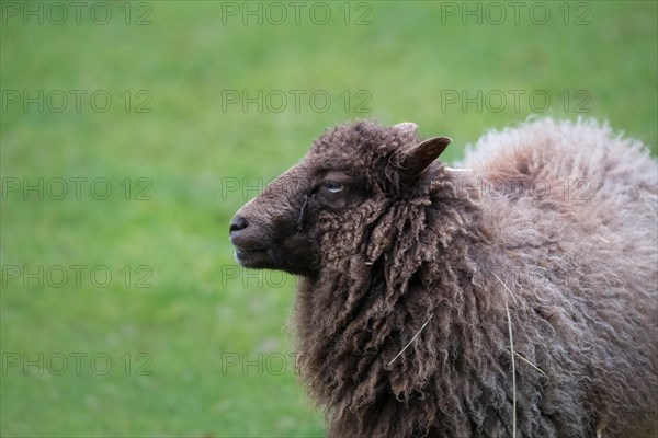 Ouessant sheep also Breton dwarf sheep