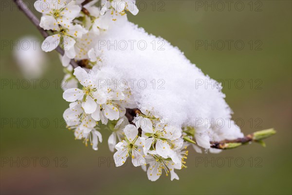 Snow-covered pear tree blossoms after the onset of winter