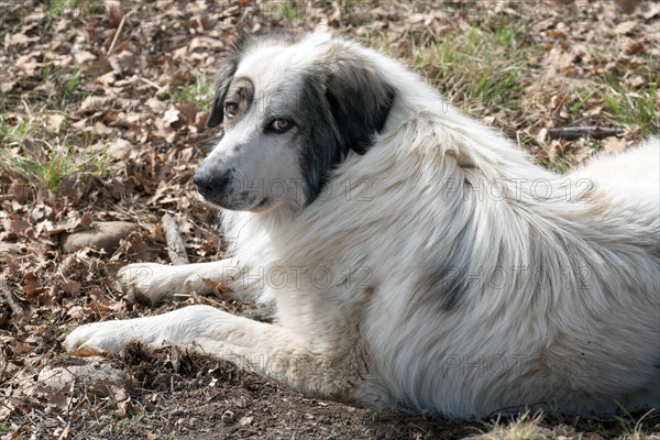 Pyrenean mountain dog