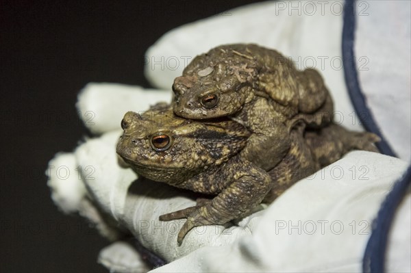 Common toads