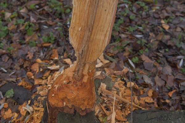 Beaver damage