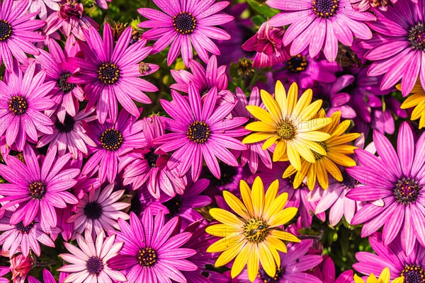 African Daisy Colour Mix