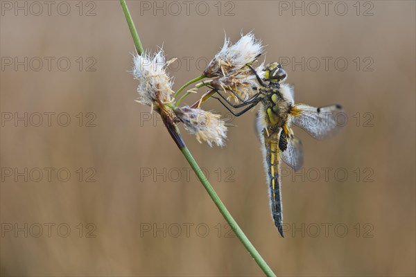 Four-spotted chaser