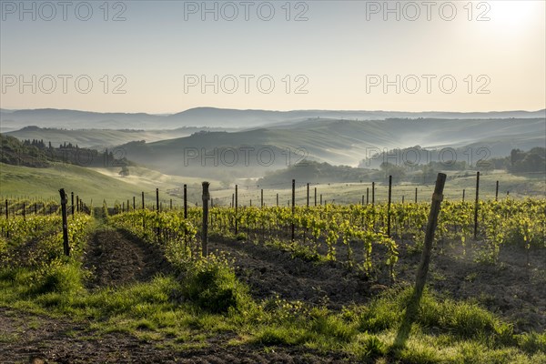 Vineyard at sunrise with fog in hilly landscape