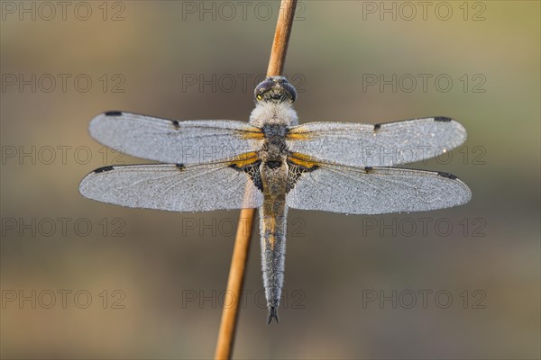 Four-spotted chaser