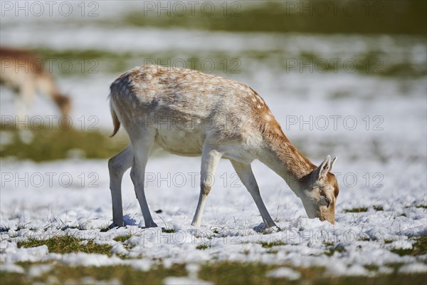 Common fallow deer