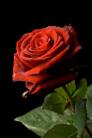 Red rose with drops of water on black background close up