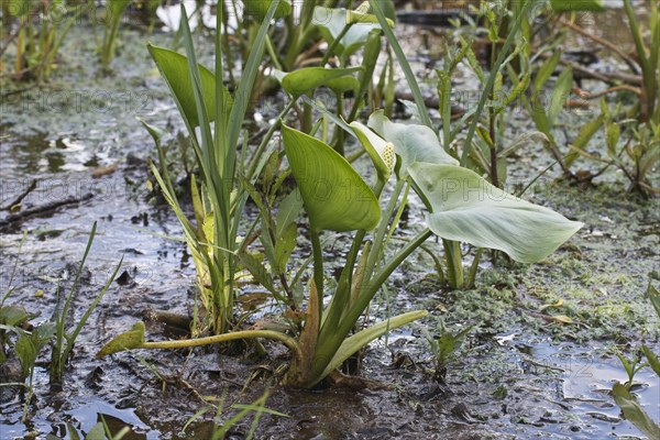 Bog arum