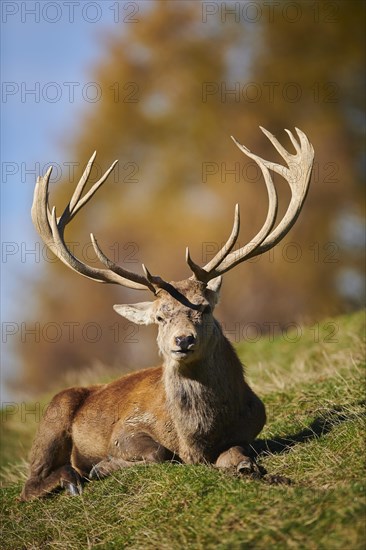 Red deer