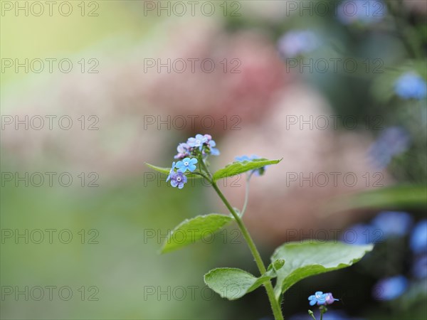 Wood forget-me-not