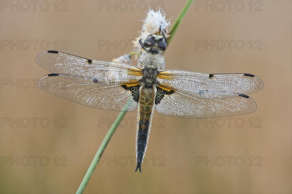 Four-spotted chaser