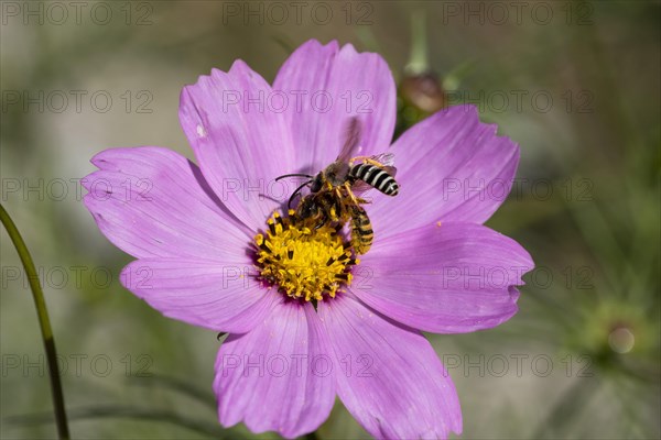 Yellow-banded furrowing bee