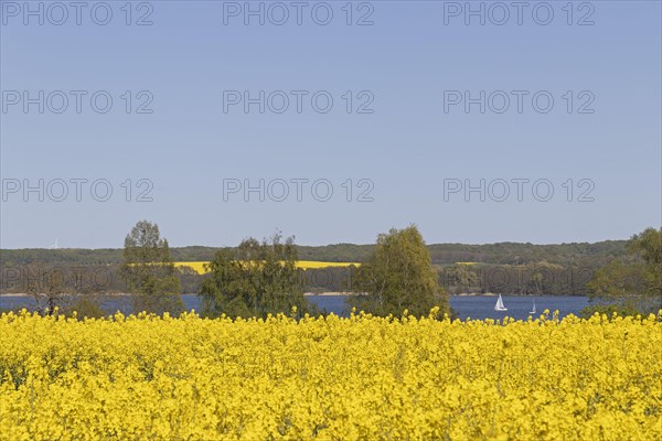 Rape fields