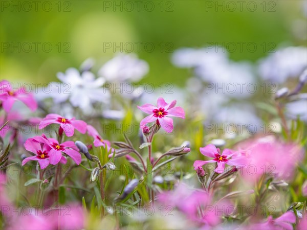 Flowering creeping phlox