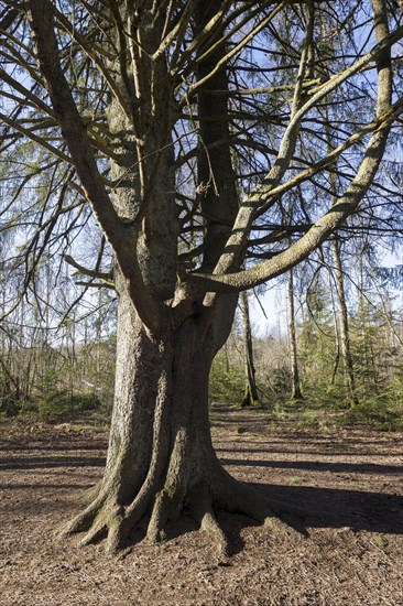 Old fir tree in the Schwenninger moss nature reserve