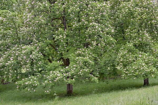 horse-chestnut-photo12-imagebroker-frederik