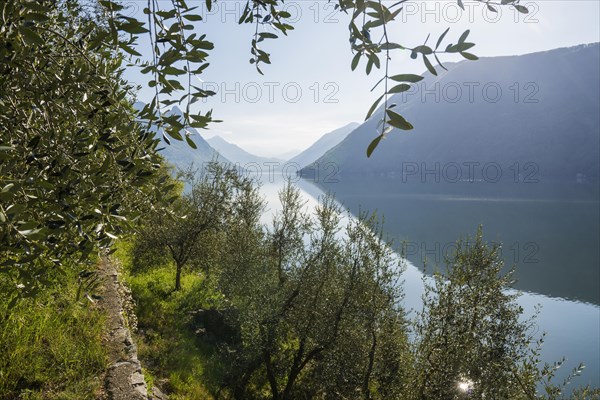 Olive trees by the lake