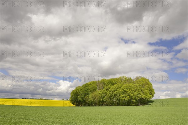 Deciduous tree grove between flowering rape