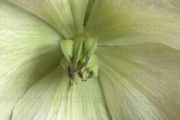 Closed stamens of a christmas rose