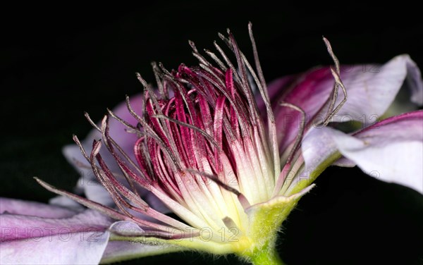 Close-up of a climbing plant