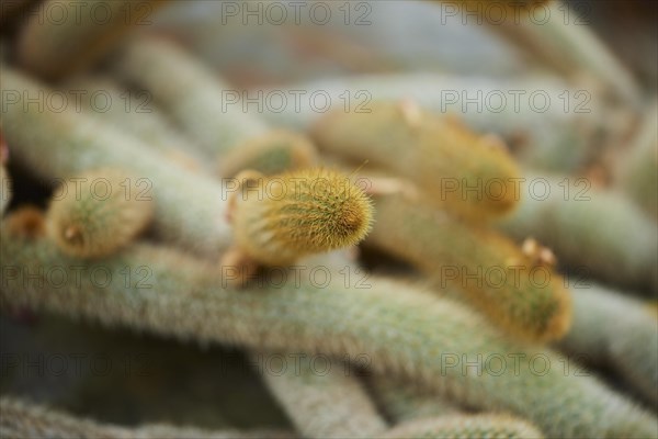 Rattail cactus