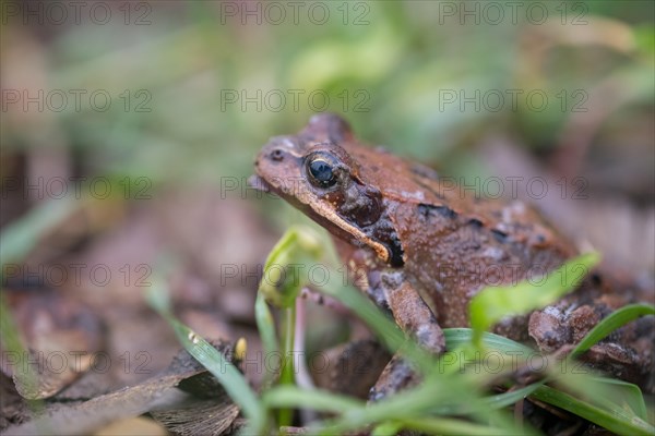 Grasfrosch