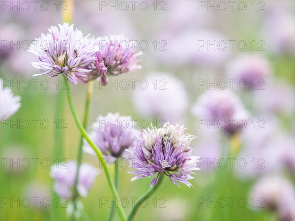 Flowering chive