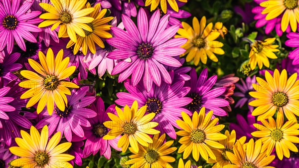 African Daisy Colour Mix