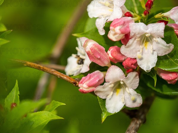 Flowers and buds of a weigelas