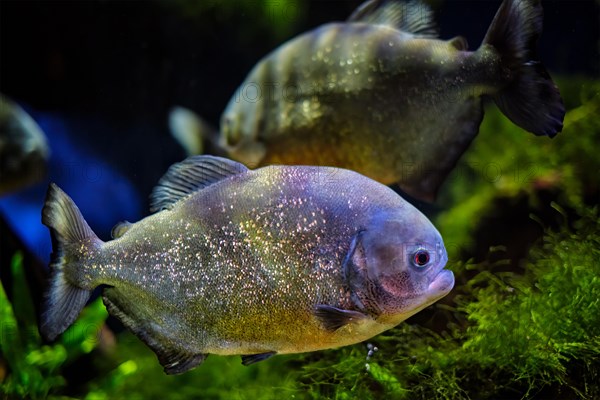 Red-bellied piranha