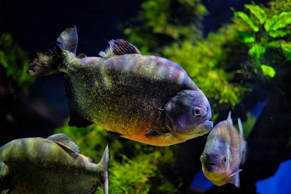 Red-bellied piranha