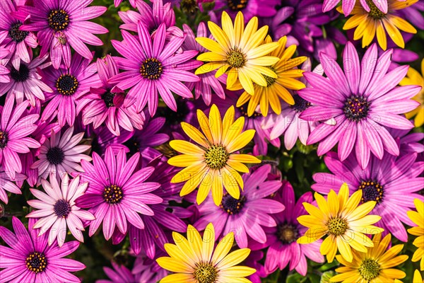 African Daisy Colour Mix