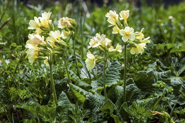 Auricula