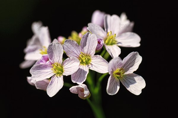 Cuckoo flower