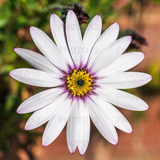 African daisy