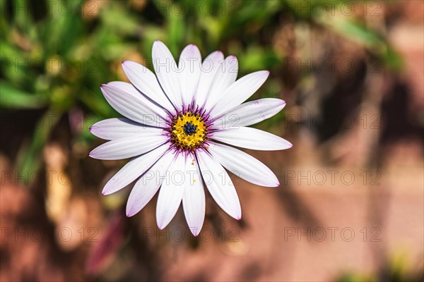 African daisy