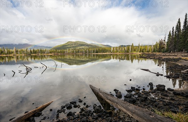 Tree trunks jutting into the water