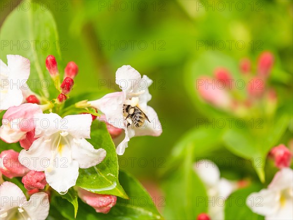 Flowers and buds of a weigelas