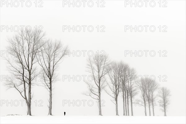 Einsame Frau laeuft in winterlicher Baum Allee